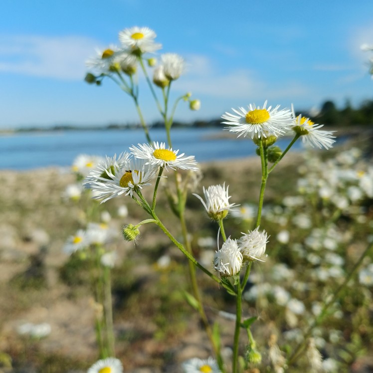 Wie die Blume am Fluss: einfach da.