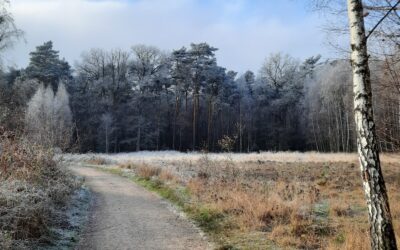 Ich gehe langsam in das neue Jahr – über Richtung statt Vorsätze
