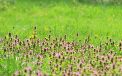 Ich bin da – Mein alkoholfreies, bewusstes Leben