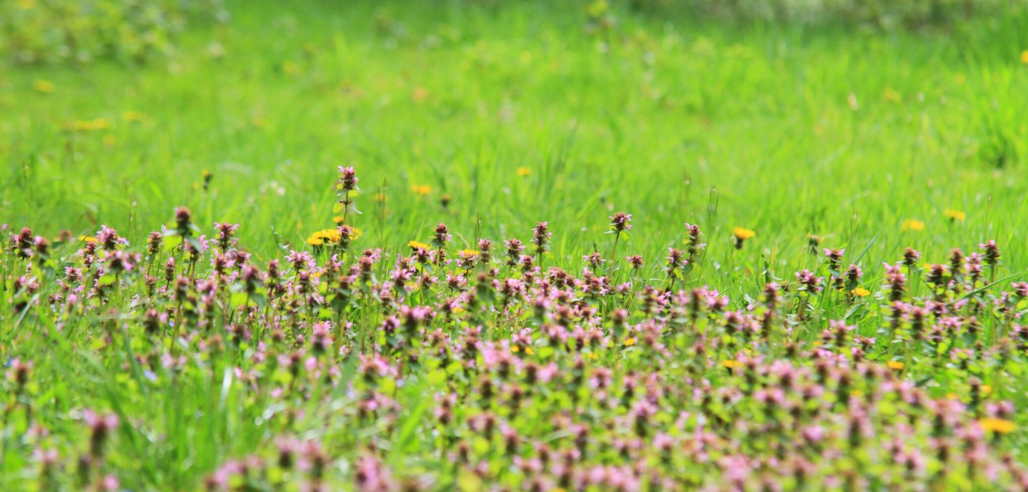 WieseII(1)_copy_2073x1382