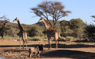 Von Swakopmund zum Mount Etjo