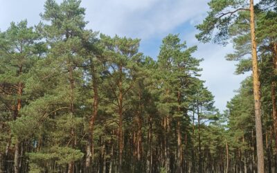 Radtour polnische Ostsee: Die Bäume bleiben.
