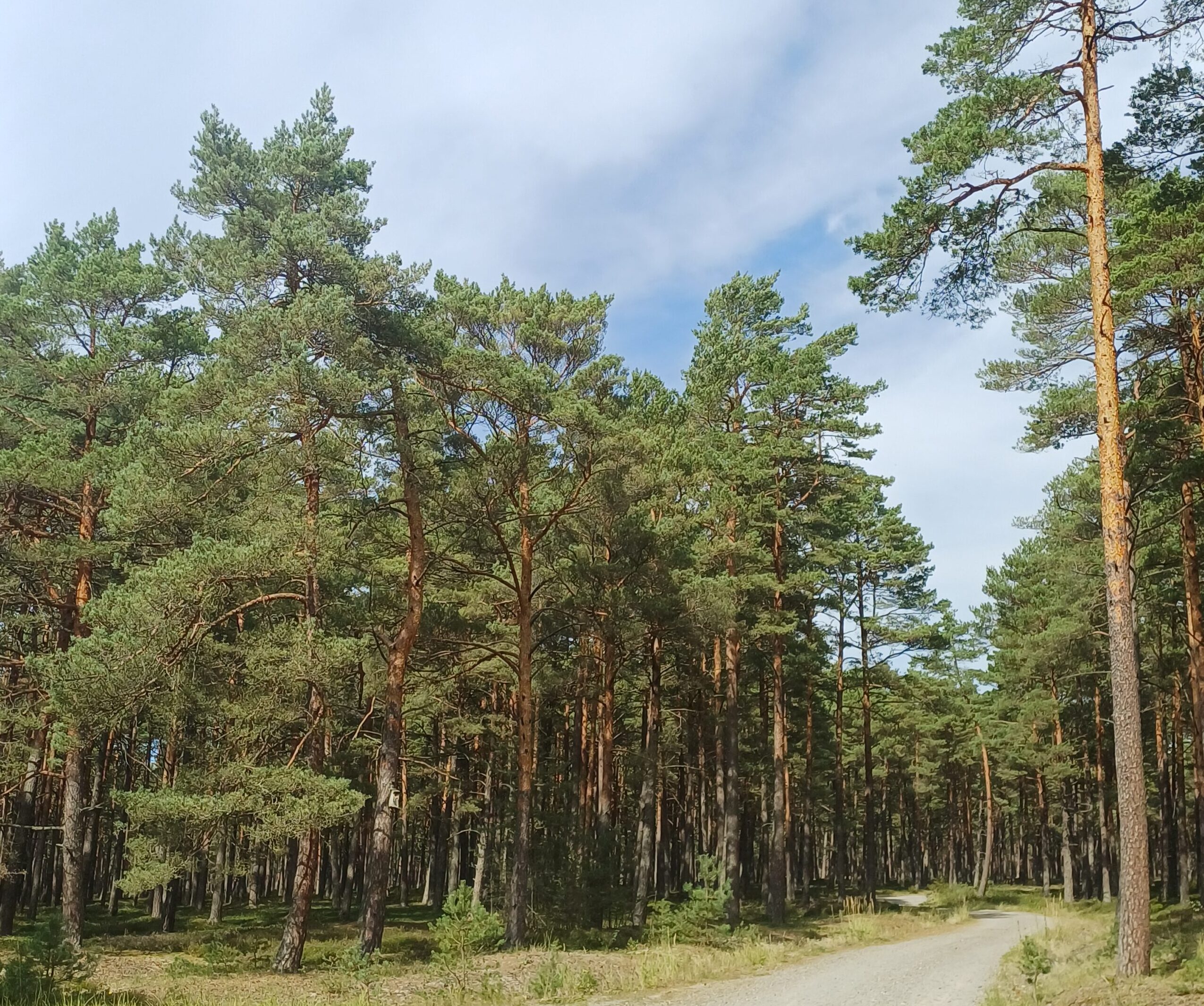 Kiefernwald